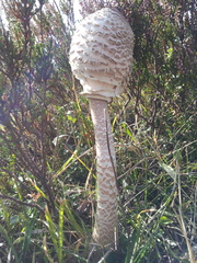 Macrolepiota procera