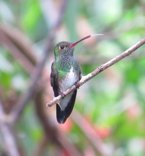 Chionomesa fimbriata