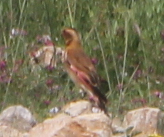 Crimson-winged Finch (Rhodopechys sanguineus), photo 7