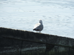 Larus