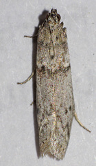 Myelopsis alatella
