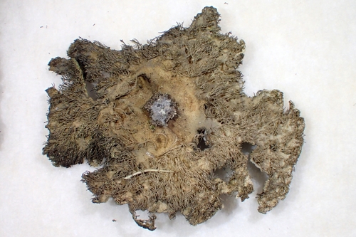 Umbilicaria virginis image
