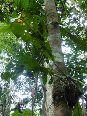 Anthurium galactospadix
