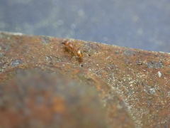 Temnothorax schaumii