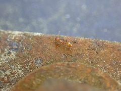 Temnothorax schaumii