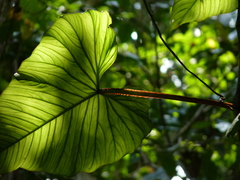 Philodendron ernestii