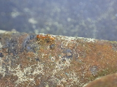 Temnothorax schaumii