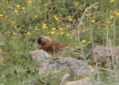 Rhodopechys sanguineus sanguineus