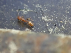 Temnothorax schaumii