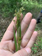 Rhynchospora inexpansa