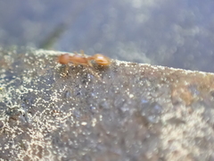 Temnothorax schaumii