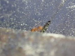 Temnothorax schaumii