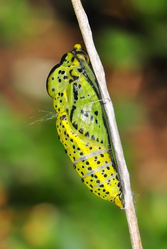 Black-veined White