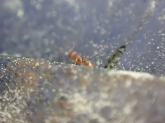 Temnothorax schaumii