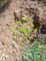 Lomatium californicum
