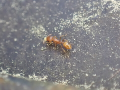 Temnothorax schaumii