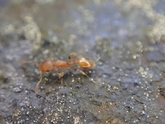 Temnothorax schaumii