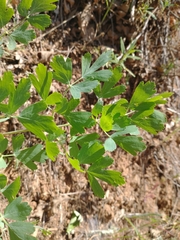 Lomatium californicum