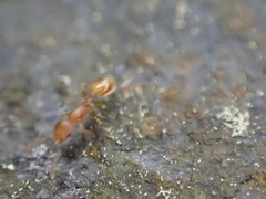 Temnothorax schaumii