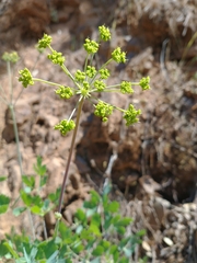 Lomatium californicum