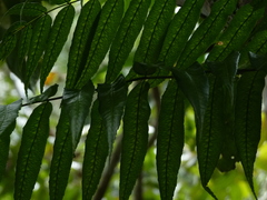 Mickelia guianensis