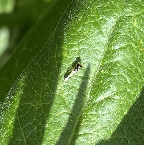 iNaturalist observation photo of Aphid Wasps