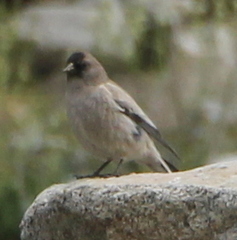 Leucosticte brandti