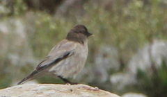 Leucosticte brandti