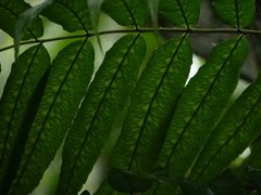 Mickelia guianensis