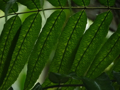 Mickelia guianensis