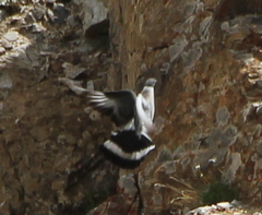 Columba leuconota
