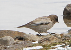 Leucosticte brandti
