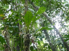 Anthurium galactospadix