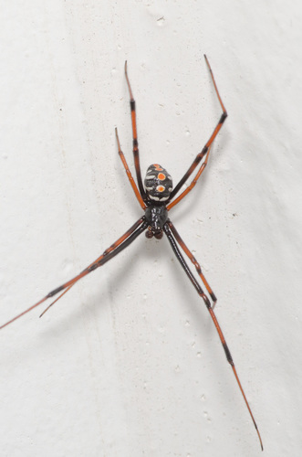 Northern black widow