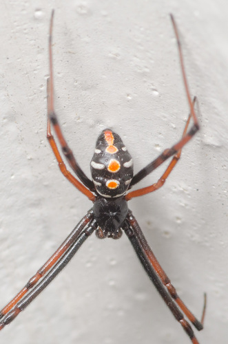 Northern Black Widow photo 3
