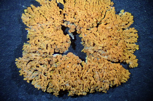 iNaturalist observation photo of Pin-cushion Sunburst Lichen