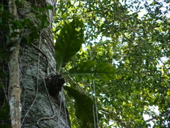 Anthurium galactospadix