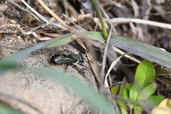 Andrena cineraria