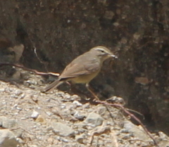 Phylloscopus griseolus