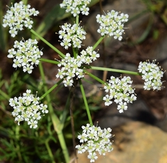 Bunium pachypodum