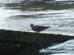 Columba livia domestica
