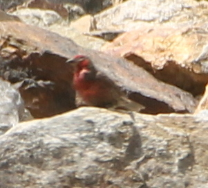 Red-fronted Rosefinch illustration