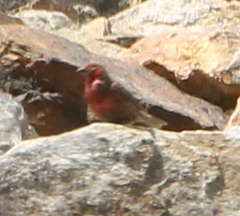 Carpodacus puniceus