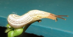 Elisolimax flavescens