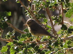 Phylloscopus griseolus