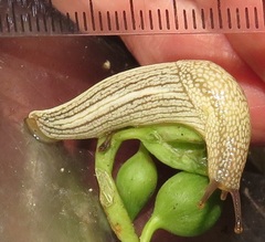 Elisolimax flavescens