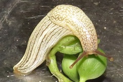 Elisolimax flavescens