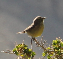 Phylloscopus griseolus