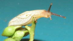 Elisolimax flavescens