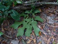 Anthurium clavigerum